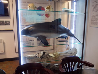 Muzeum Morświna Hel