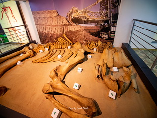 Muzeum Okręgowe w Koninie